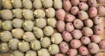 Особенности отбора семенного картофеля в домашних условиях