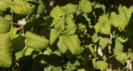Вирус курчавости листьев малины – Raspberry leaf curl virus