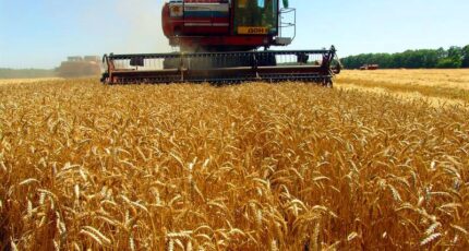 Размещение озимой пшеницы в севооборотах Юго-Востока ЦЧП