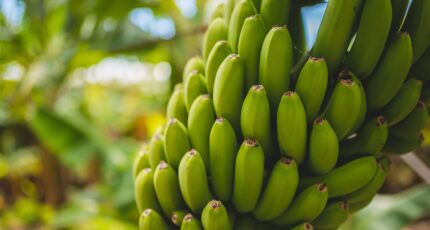 Делегация Эквадора приедет в Москву обсудить ситуацию с поставками бананов