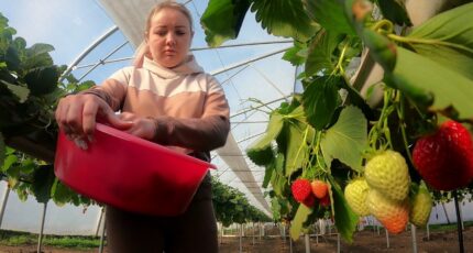 В Воронежской области начали собирать зимний сорт клубники