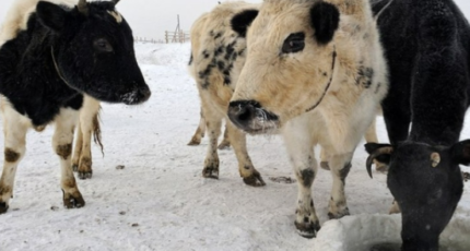 Ученые РФ выявили генетическую мутацию, отвечающую за морозостойкость млекопитающих