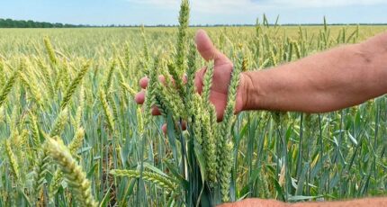 Отечественные пестициды для эффективной защиты озимой пшеницы  от болезней и вредителей