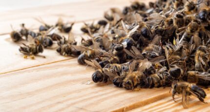 В Россельхознадзоре разрабатывают методику определения остатка пестицидов в подморе пчел