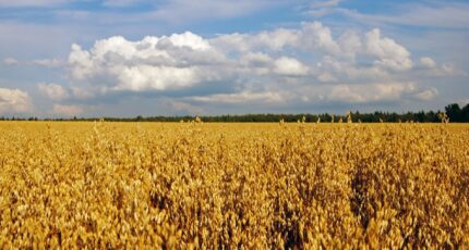 Рекомендации по размещению яровых зерновых культур в севооборотах Юго-Востока ЦЧП
