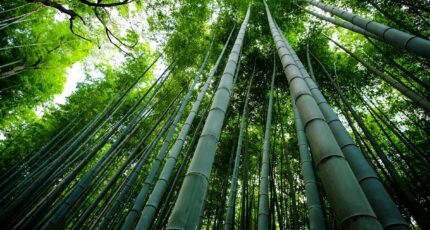 Бамбук может стать новым источником белка
