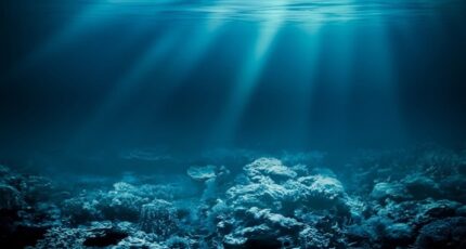 Ученые выделили из морских лилий вещества с противоопухолевыми свойствами