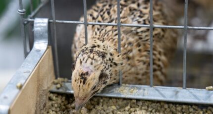 В Сибирском НИИ птицеводства вывели новую породу перепелок