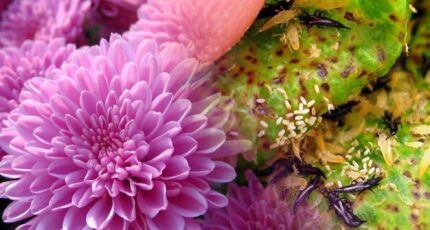 Срезанные цветы как источник повышенной  фитосанитарной опасности