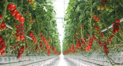 С начала года производство тепличных овощей в России увеличилось на 4%