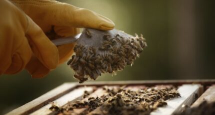 Ветспециалисты назвали распространенные в РФ болезни пчел