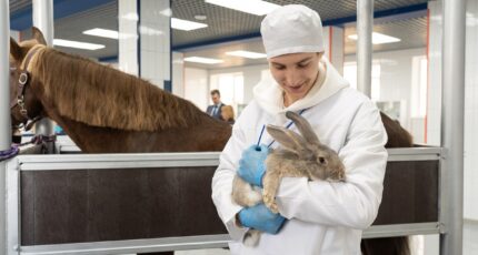 В этом году в России открывается интернатура для ветеринарных врачей