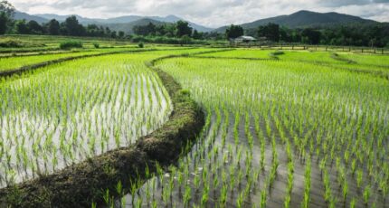 Ученые установили уникальную способность риса адаптироваться к окружающей среде