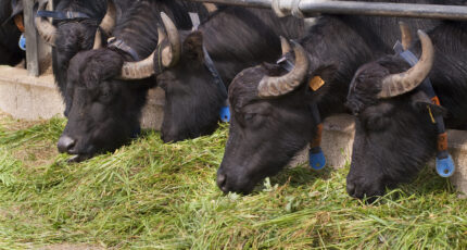 Индия выразила заинтересованность в увеличении поставок буйволятины в РФ