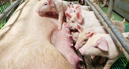 Ученые выяснили, как окружение свиноматок влияет на развитие мозга поросят