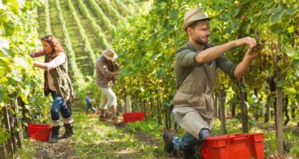 Спрос на работников в российском виноделии вырос за год на 68%