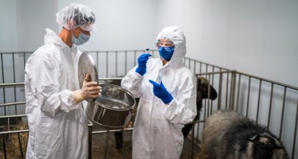 Ученые ВНИИЗЖ разработали первый в РФ набор для диагностики контагиозного пустулезного дерматита у овец и коз