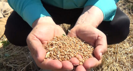Два новых сорта пшеницы начали выводить в воронежском научном центре
